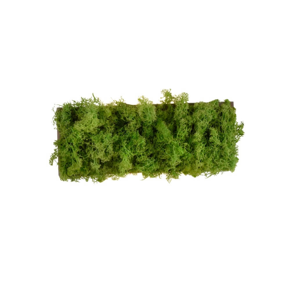 Plafonnier rectangulaire Green Carlo avec de la mousse Plafonnier rectangulaire Green Carlo avec de la mousse